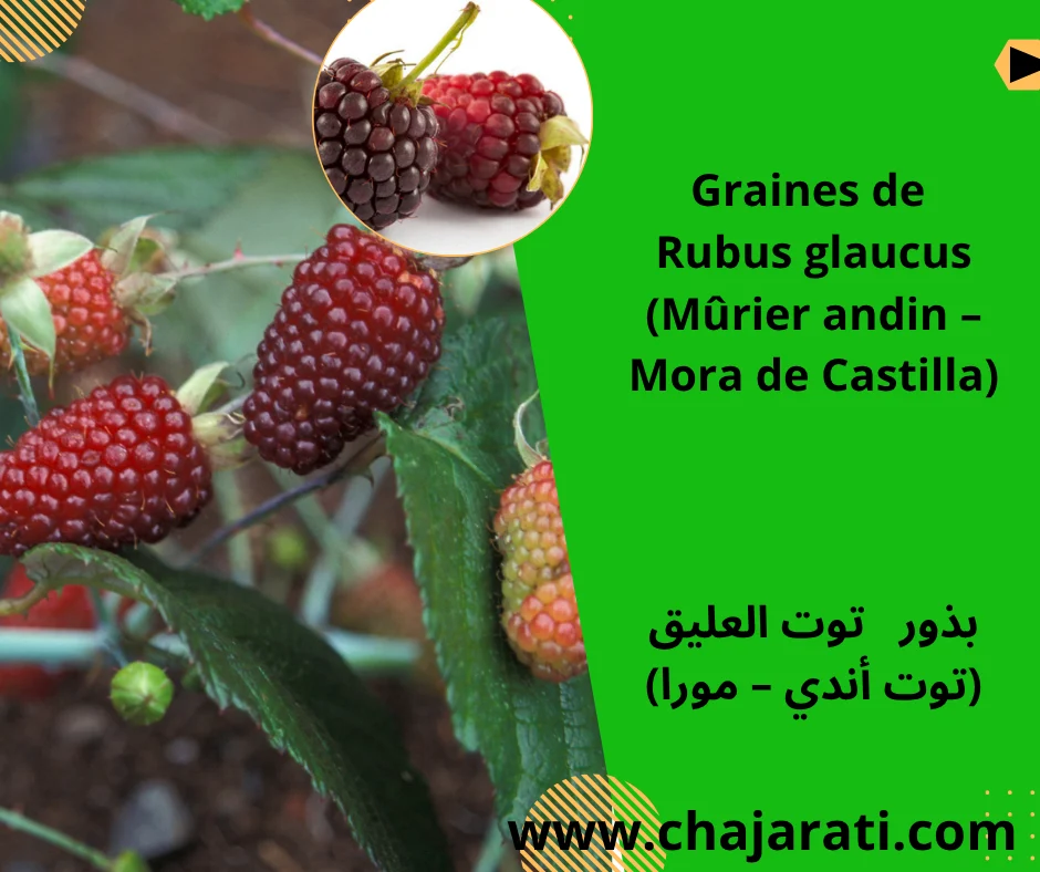 Graines de Rubus glaucus  (Mûrier andin – Mora de Castilla) – بذور   توت العليق