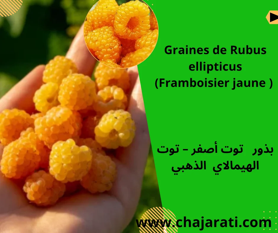 Graines de Rubus ellipticus  (Framboisier jaune ) –  توت أصفر – توت الهيمالاي  الذهبي
