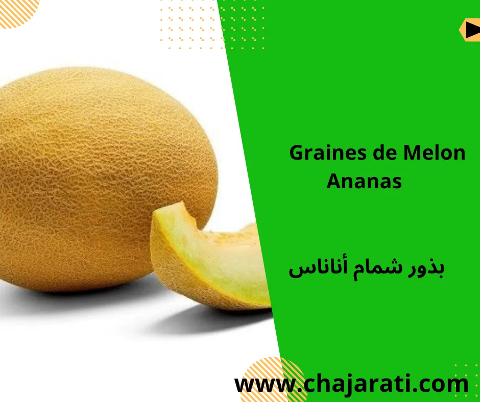 Graines de Melon Ananas