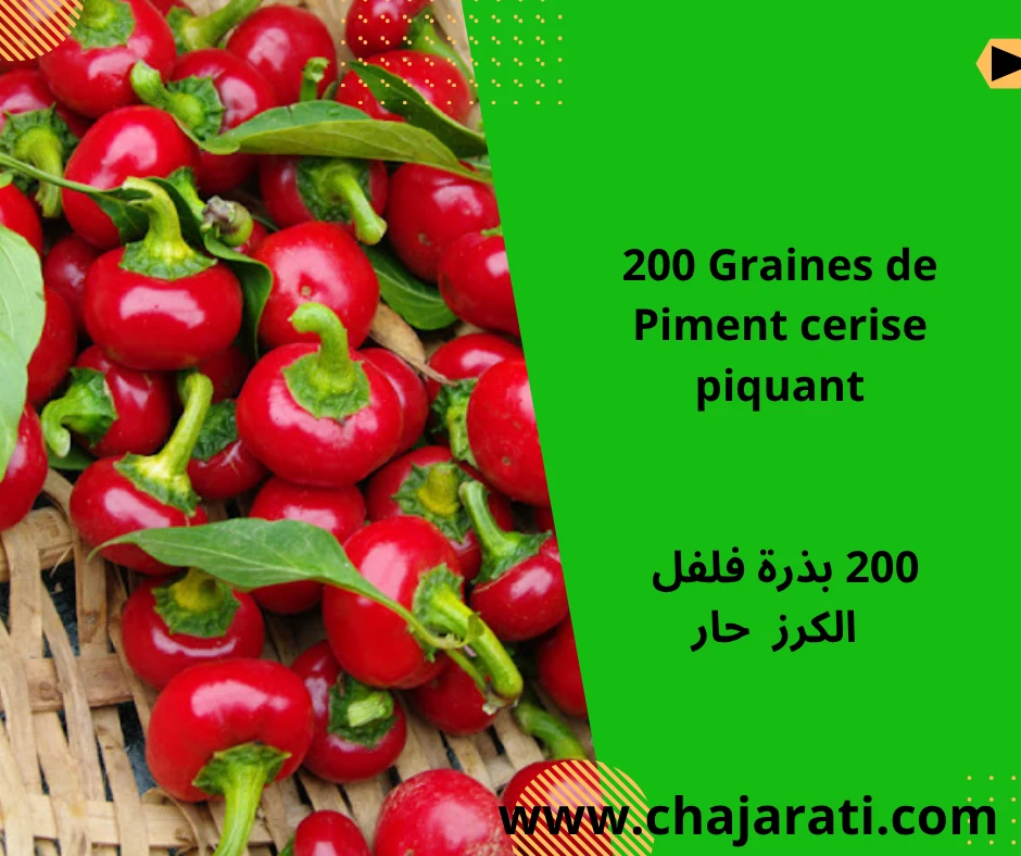 Graines de Piment cerise piquant  –  بذور فلفل  الكرز  حار