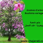 Graines de Bauhinia variegata (Arbre orchidée ) - بذور شجرة البوهينيا - خف ‫الجمل