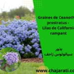 Graines de Ceanothus prostratus ( Lilas de Californie rampant)