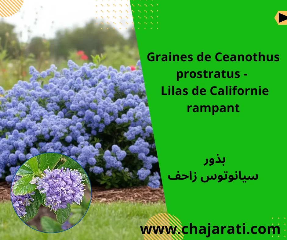 Graines de Ceanothus prostratus  ( Lilas de Californie rampant)