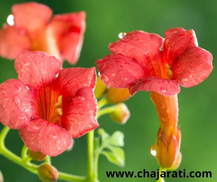 Graines de Campsis radicans (Bignone de Virginie – Trompette de Jéricho)