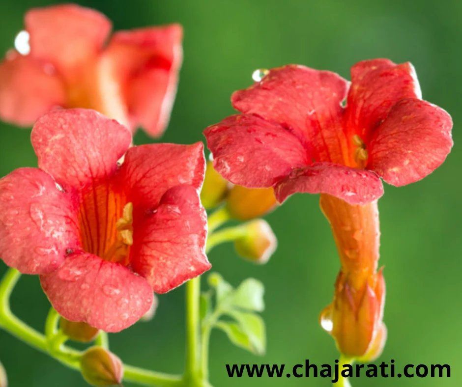 Graines de Campsis radicans  (Bignone de Virginie – Trompette de Jéricho)