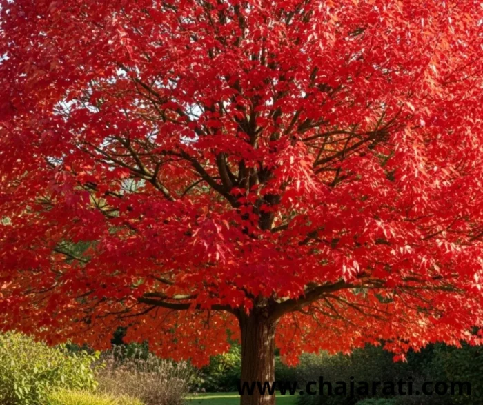Graines de Lagerstroemia floribunda