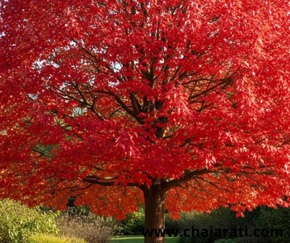 Graines de Lagerstroemia floribunda