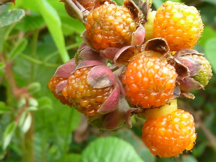 Graines de Rubus ellipticus  (Framboisier jaune ) –