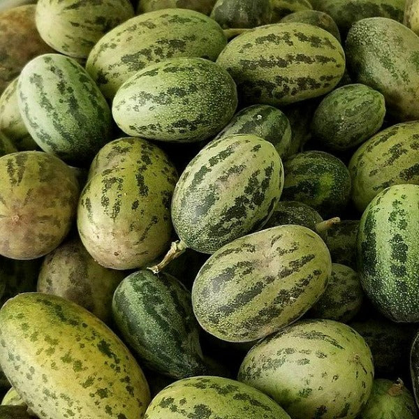 Graines de Cucumis melo ‘Agrestis’  (Melon sauvage – melon africain) – بذور بطيخ  بري