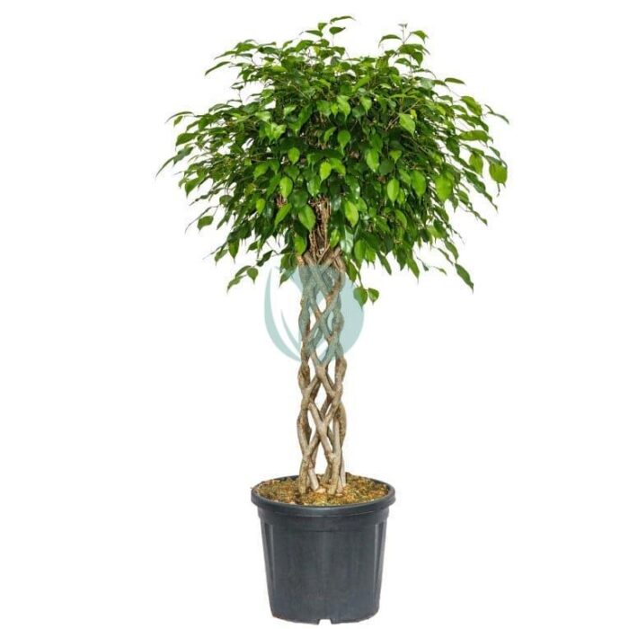 Graines de Ficus benjamina (Figuier pleureur) - بذور فيكس بنجامينا
