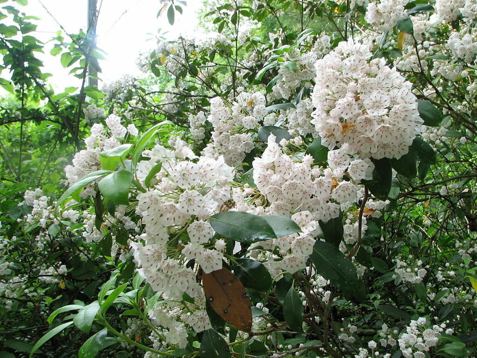 Graines de Kalmia latifolia – بذور شجيرة كلمية عريضة الأوراق