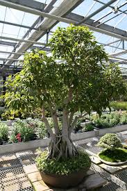 Graines de Ficus benjamina (Figuier pleureur) –  بذور  فيكس بنجامينا