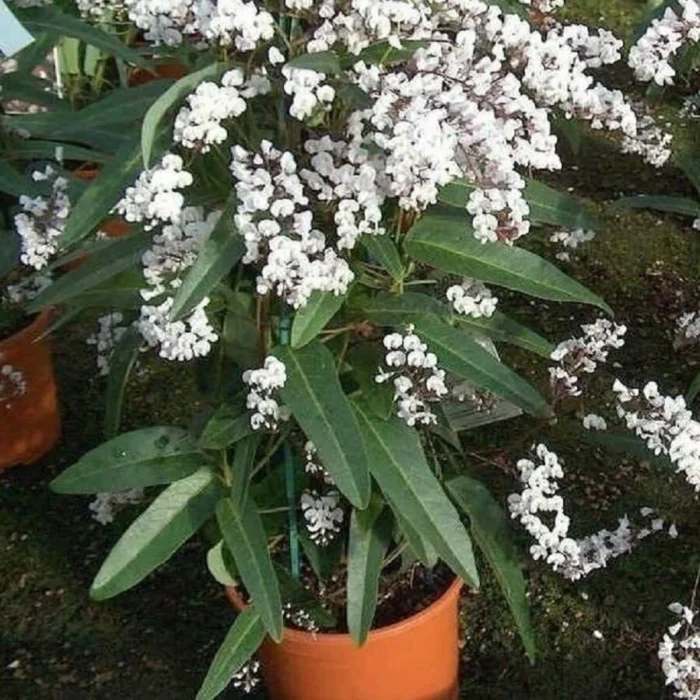 Graines de Hardenbergia violacea ‘Alba’ - هاردنبرجيا البيضاء – متسلق أسترالي