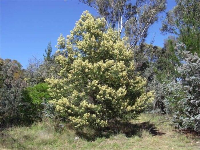 Graines d’arbre Acacia mearnsii -Mimosa noir- بذور أكاسيا ميرنسي