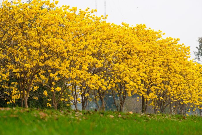 Graines de Tabebuia chrysotricha chajarati.com