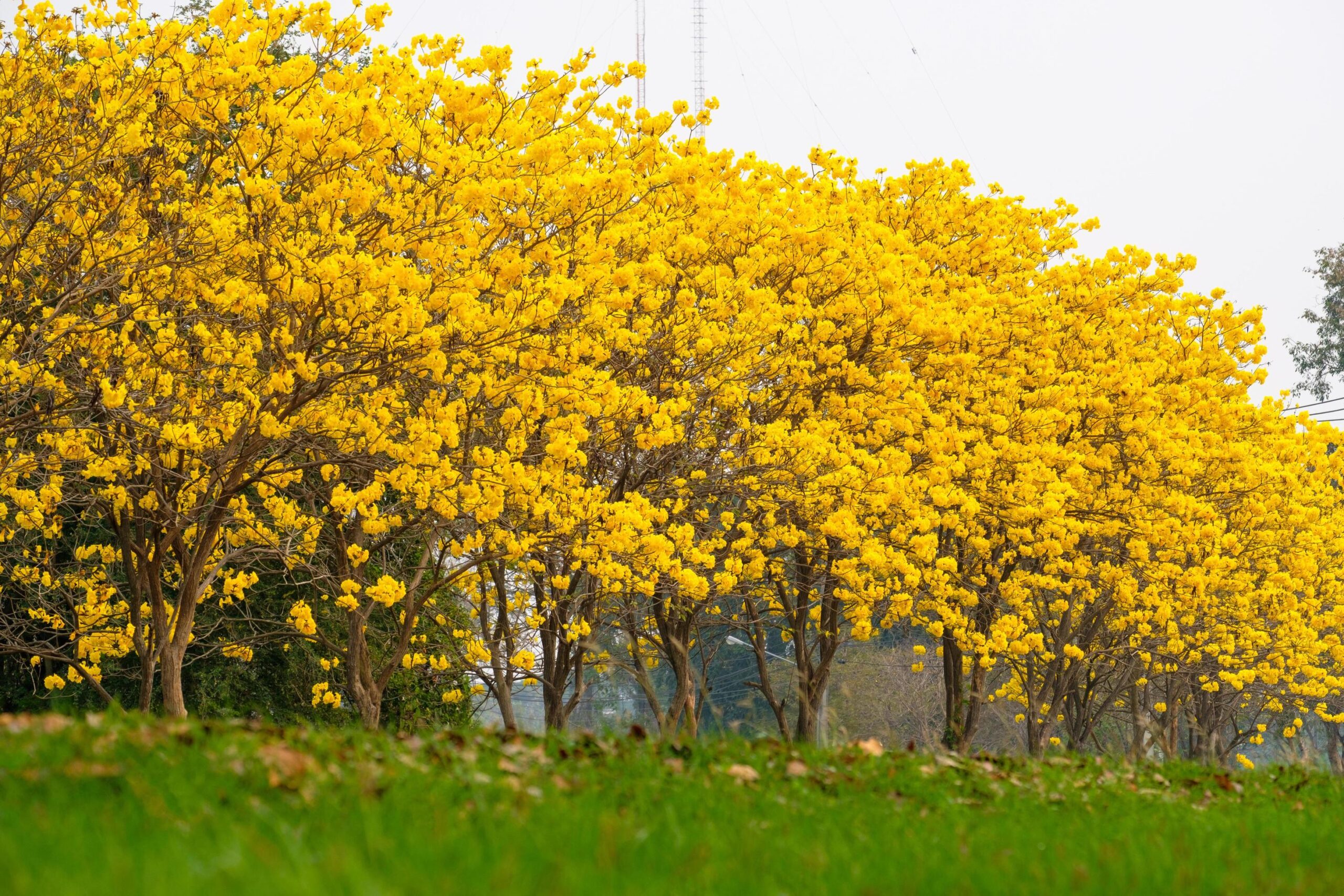 Graines de Tabebuia chrysotricha chajarati.com