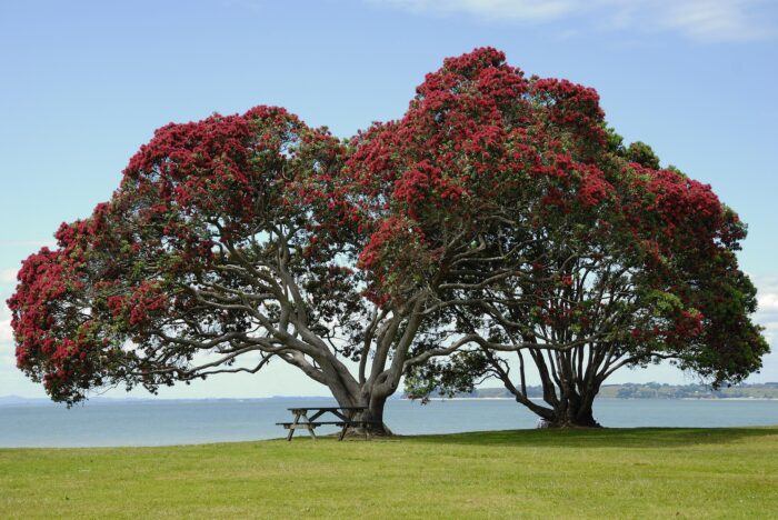Graines de Metrosideros excelsa (Pohutukawa ) - بذور شجرة بوهوتوكاوا