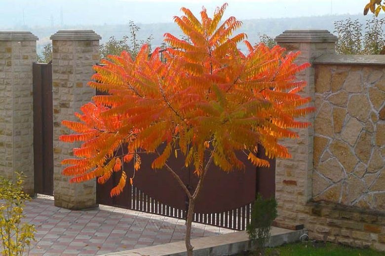 Graines de Rhus glabra (Sumac lisse – Sumac de Virginie) –  بذور  السماق الأملس –  سماق الزينة