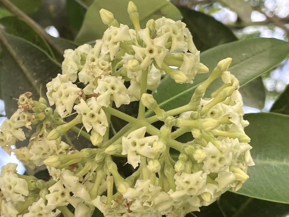 Alstonia-scholaris_