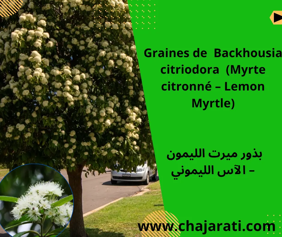 Graines de Backhousia citriodora (Myrte citronné – Lemon Myrtle) – بذور ميرت الليمون – الآس الليموني