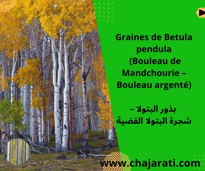 Graines de Betula pendula (Bouleau de Mandchourie – Bouleau argenté) – بذور البتولا – شجرة البتولا الفضية