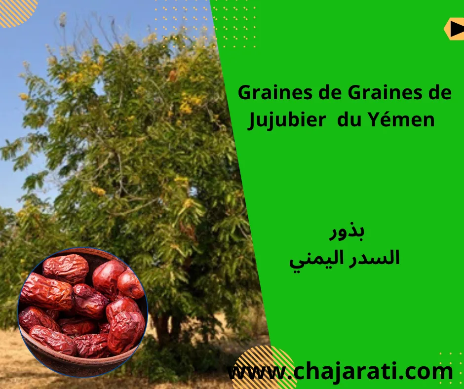 Graines de Jujubier du Yémen – بذور السدر اليمني