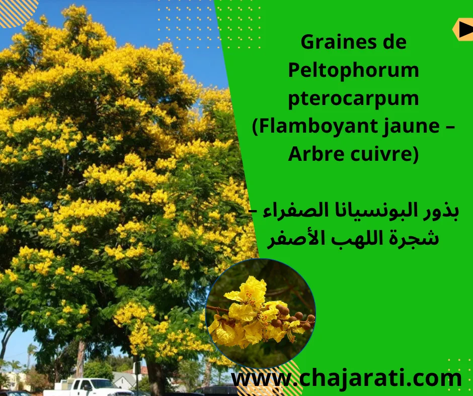 Graines de Peltophorum pterocarpum (Flamboyant jaune – Arbre cuivre) – بذور البونسيانا الصفراء – شجرة اللهب الأصفر