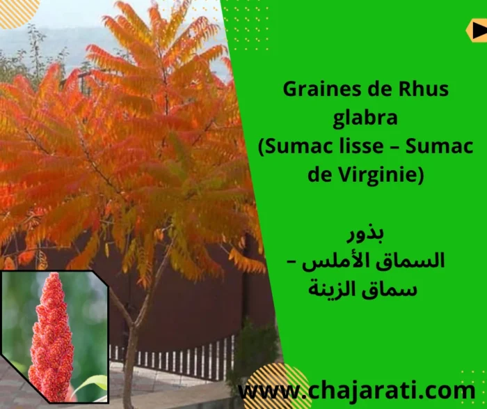 Graines de Rhus glabra (Sumac lisse – Sumac de Virginie) – بذور السماق الأملس – سماق الزينة