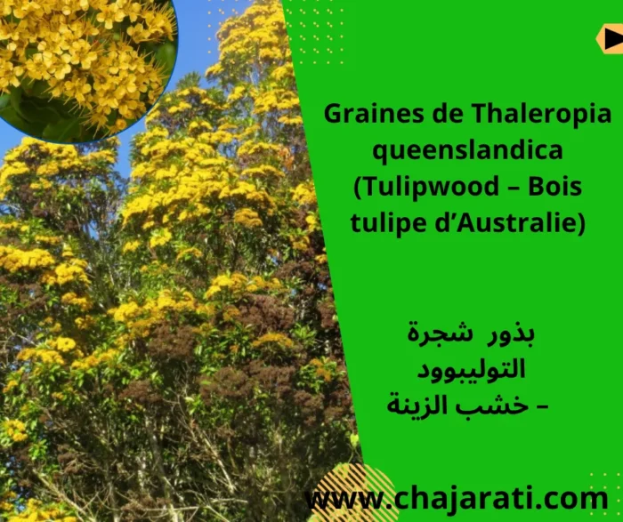 Graines de Thaleropia queenslandica (Tulipwood – Bois tulipe d’Australie) -بذور شجرة التوليبوود – خشب الزينة