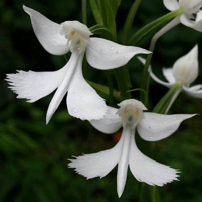 Graines de Habenaria dentata (Orchidée terrestre – Habenaria) بذور أوركيد أرضي – هابيناريا