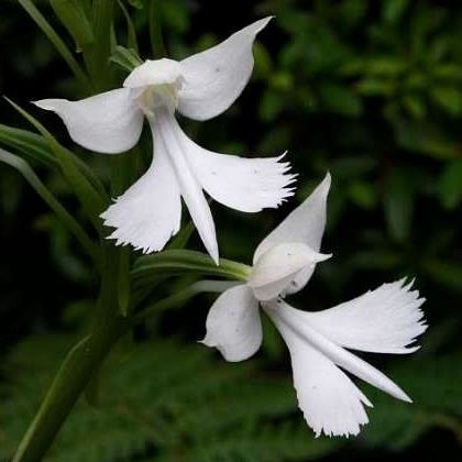 Graines de  Habenaria dentata (Orchidée terrestre – Habenaria)   بذور  أوركيد أرضي –  هابيناريا