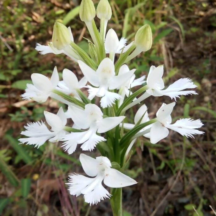 Graines de Habenaria dentata (Orchidée terrestre – Habenaria) بذور أوركيد أرضي – هابيناريا