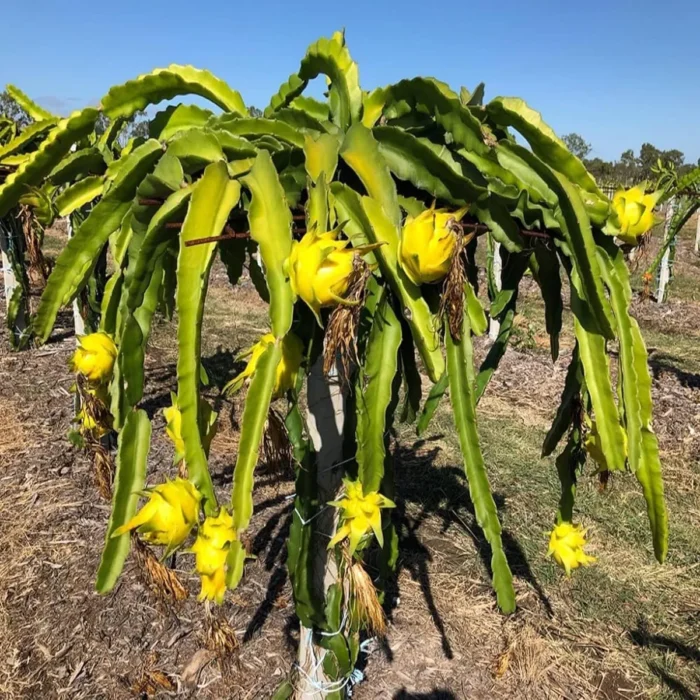 Graines de Hylocereus megalanthus - Pitaya jaune - بذور فاكهة التنين الصفراء – بيتايا