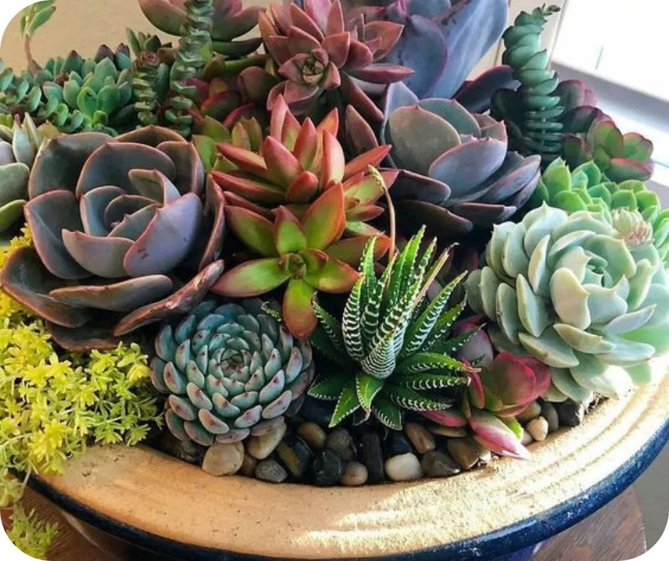 Graines de plantes rares et exotiques - بذور نباتات نادرة وغريبة