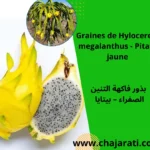 Graines de Hylocereus megalanthus - Pitaya jaune - بذور فاكهة التنين الصفراء – بيتايا