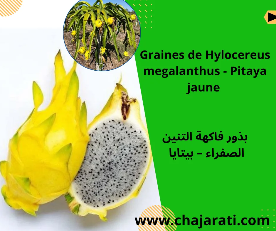 Graines de Hylocereus megalanthus – Pitaya jaune – بذور فاكهة التنين الصفراء – بيتايا