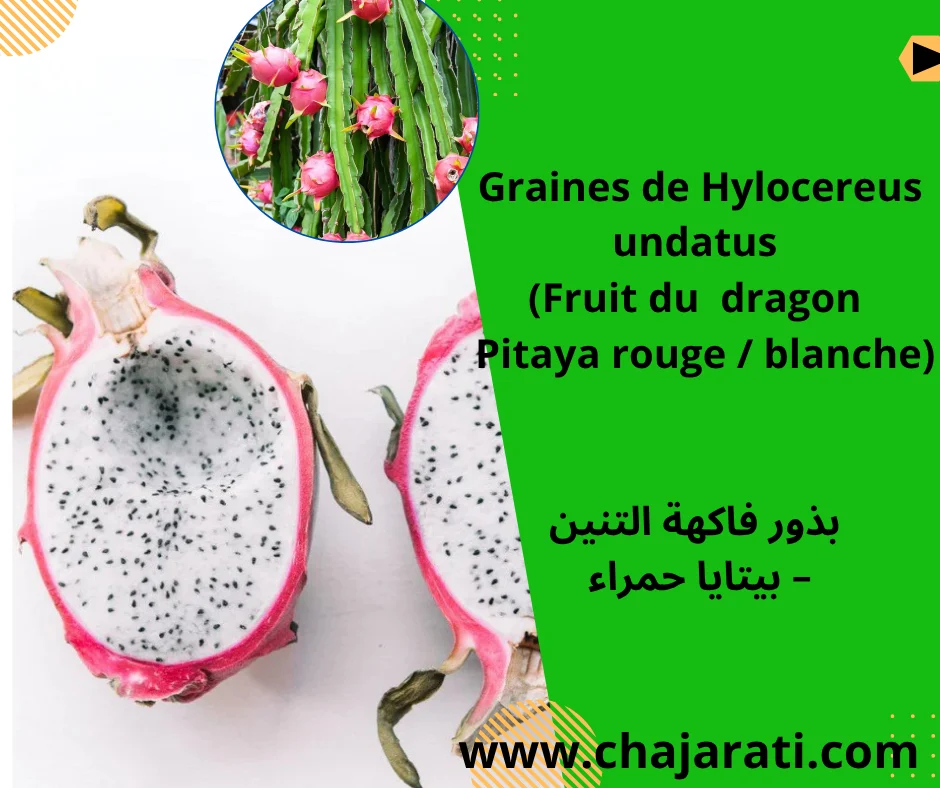 Graines de Hylocereus undatus  (Fruit du dragon – Pitaya rouge / blanche)  بذور فاكهة التنين – بيتايا حمراء