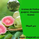 Graines de Psidium guajava (Goyavier – Guava) - بذور الجوافة