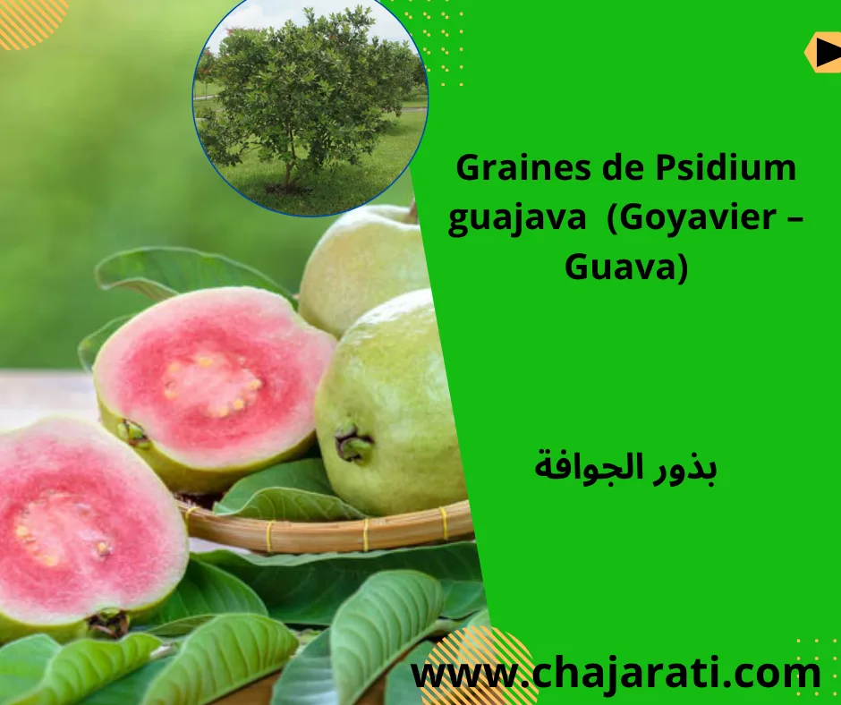 Graines de Psidium guajava  (Goyavier – Guava) – بذور الجوافة