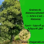 Graines de Alstonia scholaris (Arbre à lait – Alstonia) - بذور ألستونيا – شجرة الظل الاستوائية