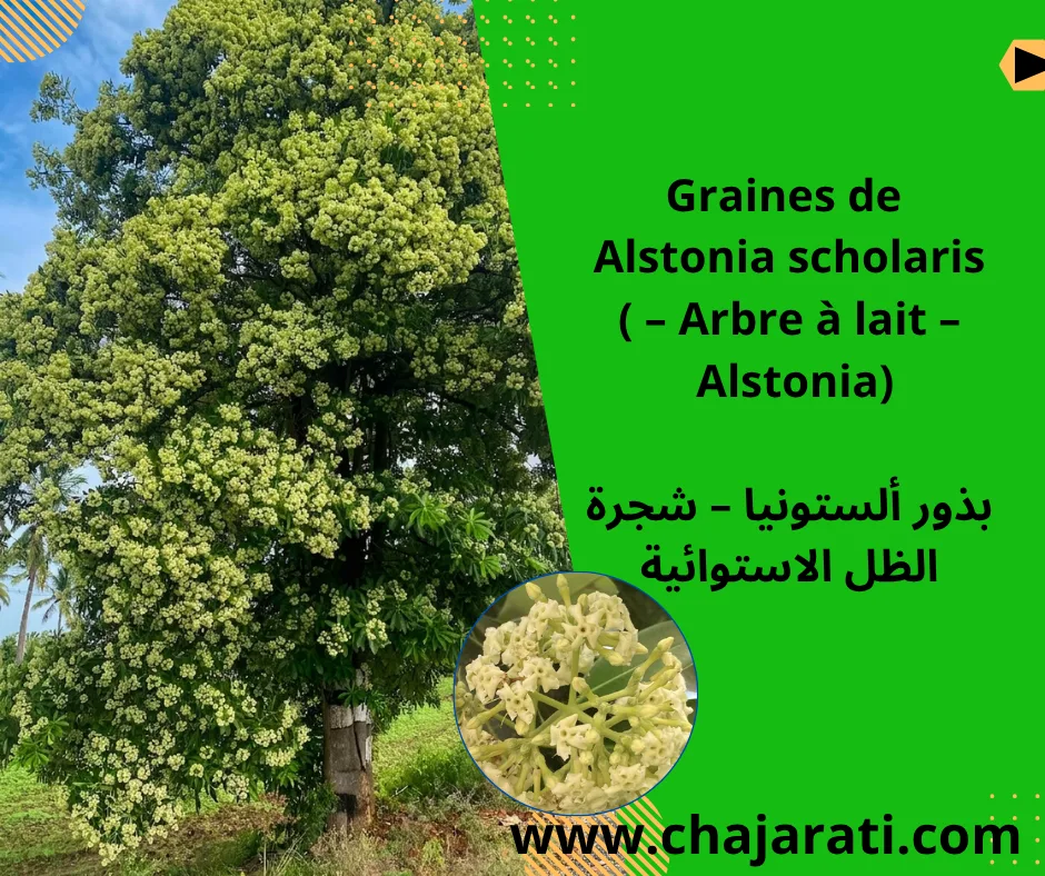 Graines de Alstonia scholaris  (Arbre à lait – Alstonia) – بذور ألستونيا – شجرة الظل الاستوائية
