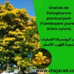 Graines de Peltophorum pterocarpum (Flamboyant jaune – Arbre cuivre) - بذور البونسيانا الصفراء – شجرة اللهب الأصفر