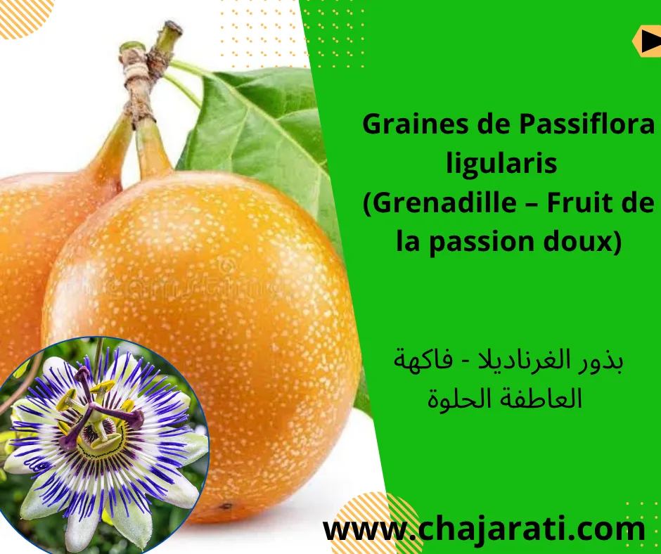 Graines de Passiflora ligularis  (Grenadille – Fruit de la passion doux)ة العاطفة الحلوة