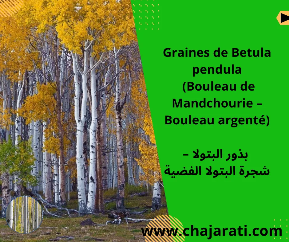 Graines de Betula pendula (Bouleau de Mandchourie – Bouleau argenté) – بذور البتولا – شجرة البتولا الفضية