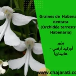 Graines de Habenaria dentata (Orchidée terrestre – Habenaria) بذور أوركيد أرضي – هابيناريا
