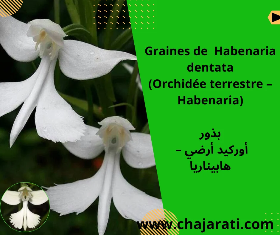 Graines de  Habenaria dentata (Orchidée terrestre – Habenaria)   بذور  أوركيد أرضي –  هابيناريا