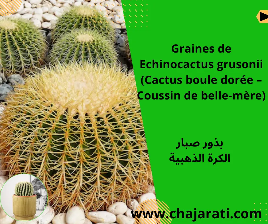 Graines de Echinocactus grusonii  (Cactus boule dorée – Coussin de belle-mère) –  بذور صبار  الكرة الذهبية
