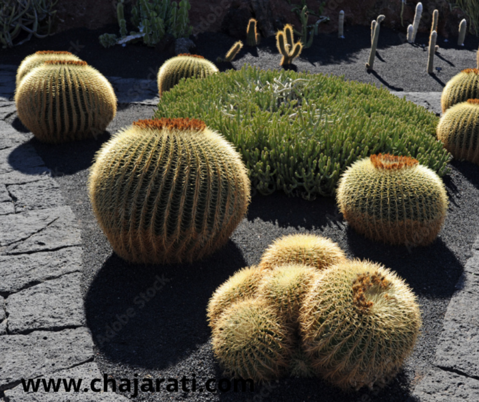 Graines de Echinocactus grusonii (Cactus boule dorée – Coussin de belle-mère) - بذور صبار الكرة الذهبية