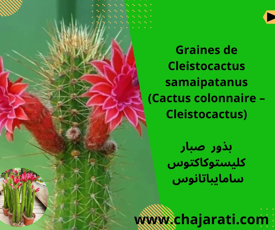 Graines de Cleistocactus samaipatanus  (Cactus colonnaire – Cleistocactus) -بذور  صبار كليستوكاكتوس سامايباتانوس