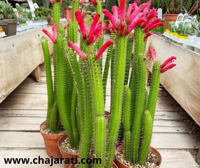 Graines de Cleistocactus samaipatanus (Cactus colonnaire – Cleistocactus) -بذور صبار كليستوكاكتوس سامايباتانوس